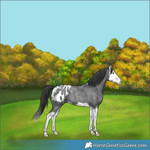 Horse Color:Blue Roan Splash Appaloosa 