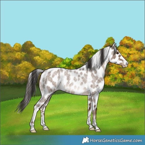 Horse Color:Liver Red Dun Roan Skewed Appaloosa 