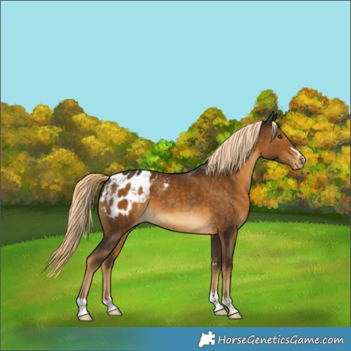 Horse Color:Chocolate Palomino Appaloosa 