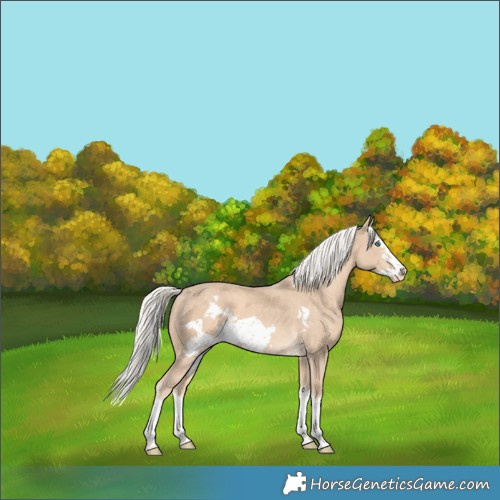 Horse Color:Cremello Splash Frame Skewed Appaloosa 