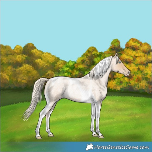 Horse Color:Palomino Roan Pearl Tobiano Rabicano 