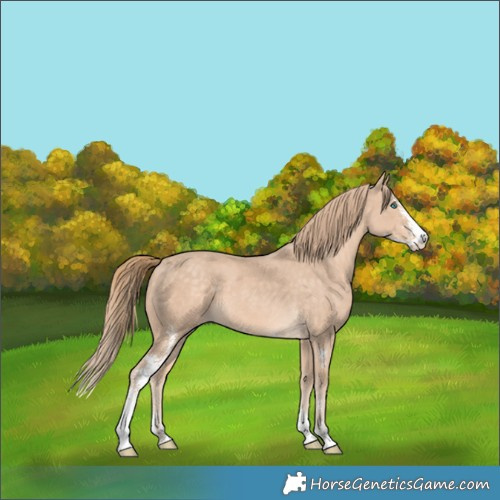 Horse Color:Perlino Sabino