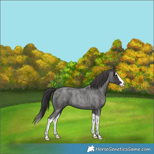 Horse Color:Smoky Blue Roan Splash