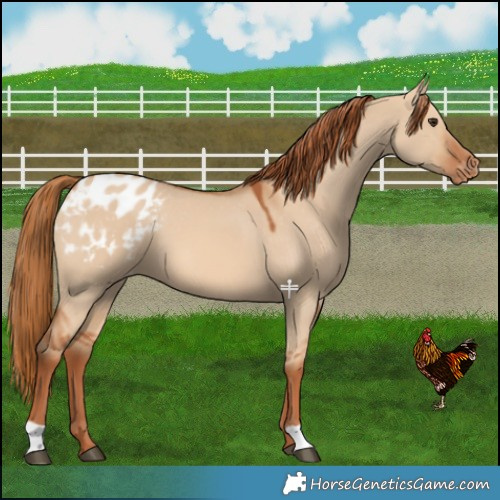 Horse Color:Red Dun Blanket