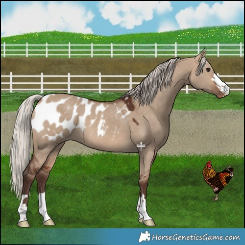 Horse Color:Silver Brown Dun Blanket 