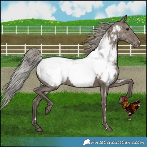 Horse Color:Silver Grullo Near Fewspot