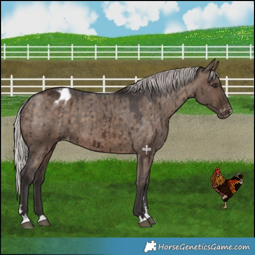 Horse Color:Silver Brown Dun Varnish Brindle 