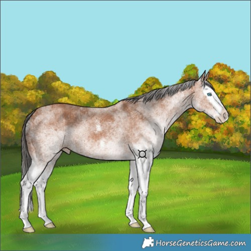 Horse Color:Unknown 