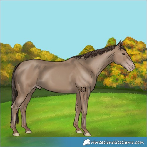 Horse Color:Unknown 