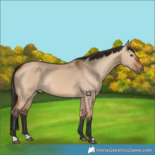 Horse Color:Unknown 