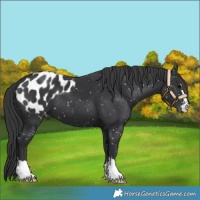 Horse Color:Black Appaloosa 
