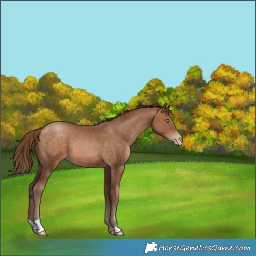Horse Color:Brown Pearl 