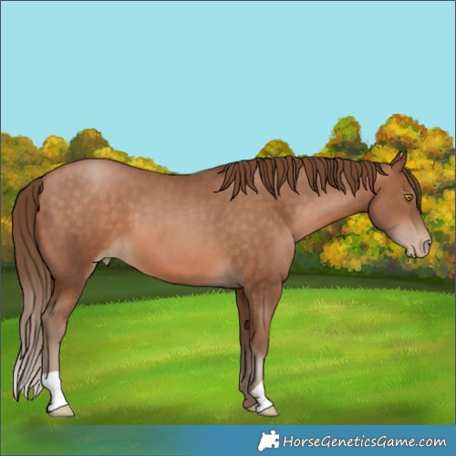 Horse Color:Brown Pearl 