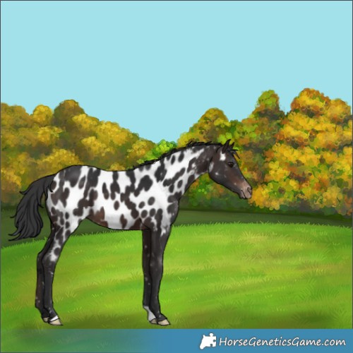 Horse Color:Brown Appaloosa 
