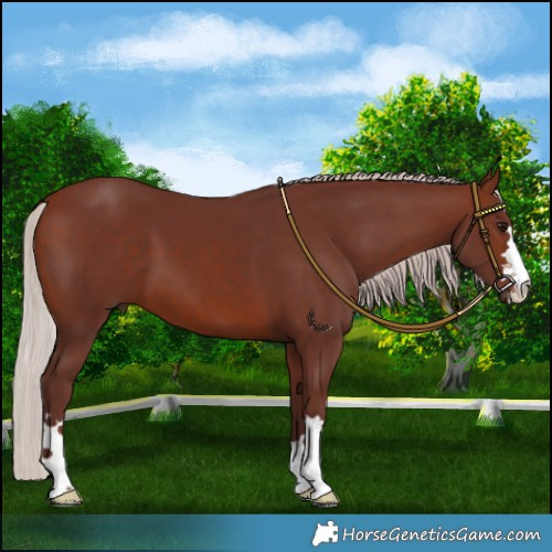 Horse Color:Chocolate Silver Brown 