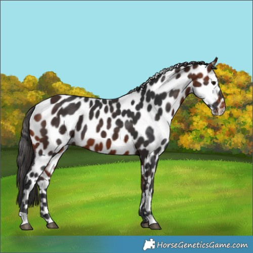 Horse Color:Bay Leopard 