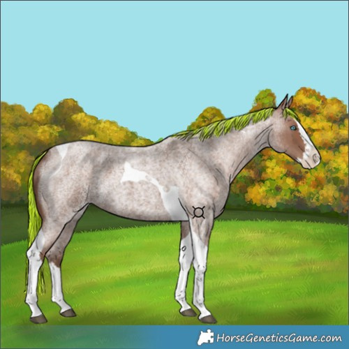 Horse Color:Painted Silver Blue Roan Splash Tobiano
