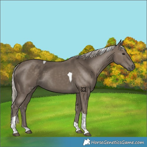 Horse Color:Silver Smoky Black Tobiano 