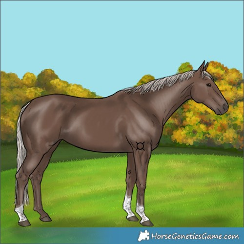 Horse Color:Silver Black Tobiano 