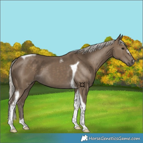 Horse Color:Silver Smoky Black Tobiano 