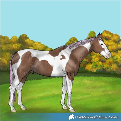 Horse Color:Painted Silver Black Splash Tobiano 