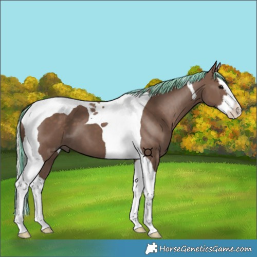 Horse Color:Painted Silver Black Splash Tobiano