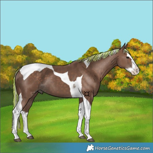 Horse Color:Painted Silver Black Splash Tobiano