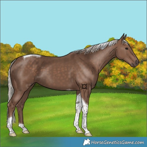 Horse Color:Silver Black Tobiano 