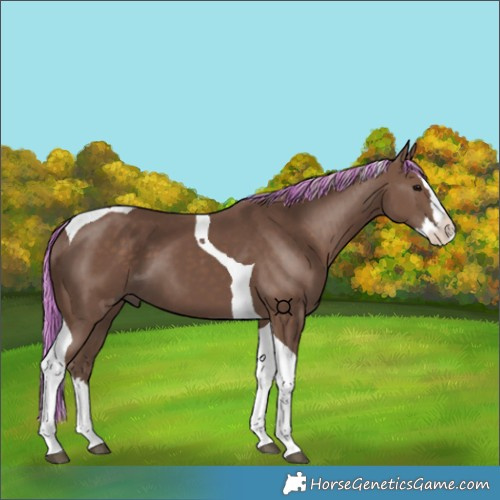 Horse Color:Painted Silver Black Splash Tobiano 