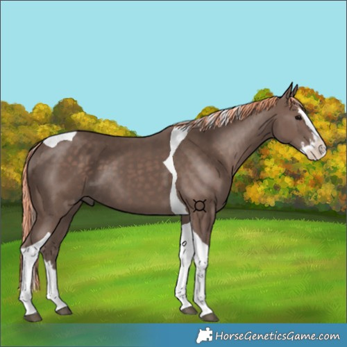 Horse Color:Painted Silver Black Splash Tobiano 