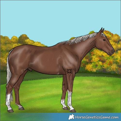 Horse Color:Silver Black Tobiano
