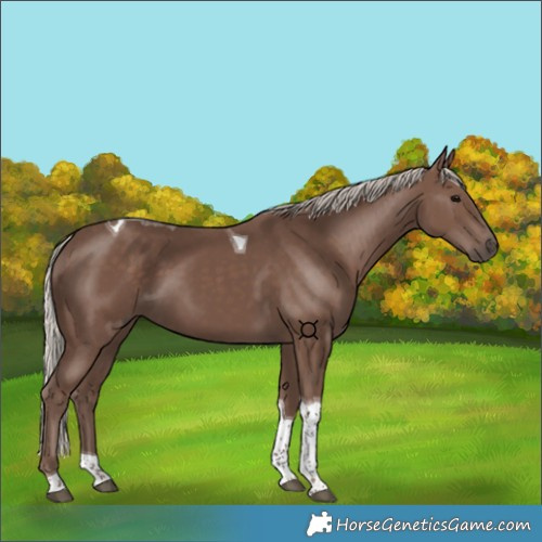 Horse Color:Silver Black Tobiano 