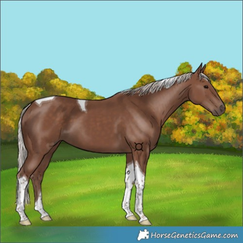 Horse Color:Silver Black Tobiano 
