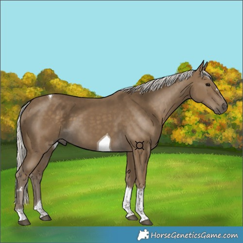 Horse Color:Silver Smoky Black Tobiano 