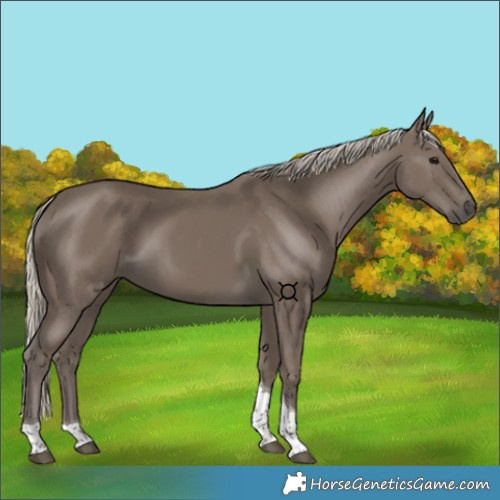 Horse Color:Silver Smoky Black Tobiano 
