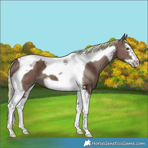 Horse Color:Painted Silver Black Splash Tobiano Frame