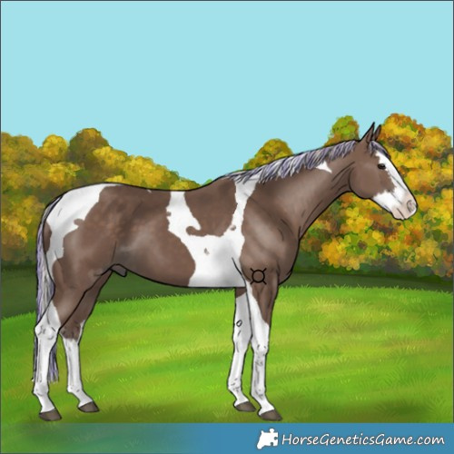 Horse Color:Painted Silver Black Splash Tobiano 