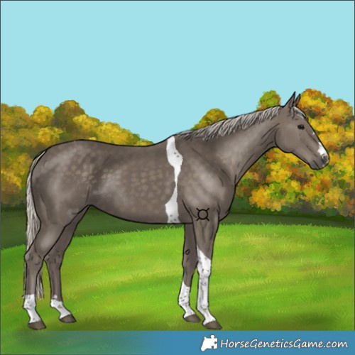 Horse Color:Silver Smoky Black Tobiano 
