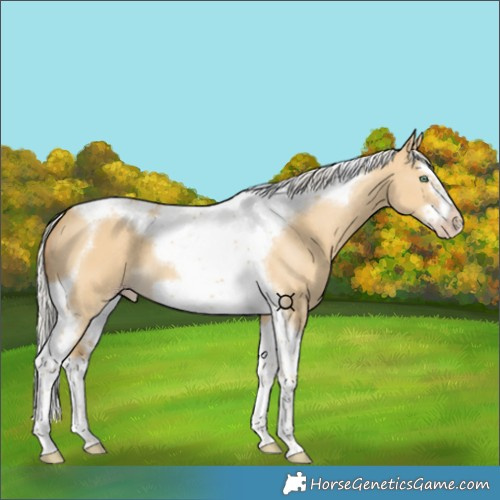Horse Color:Silver Classic Cream Champagne Dun Splash Tobiano Frame 