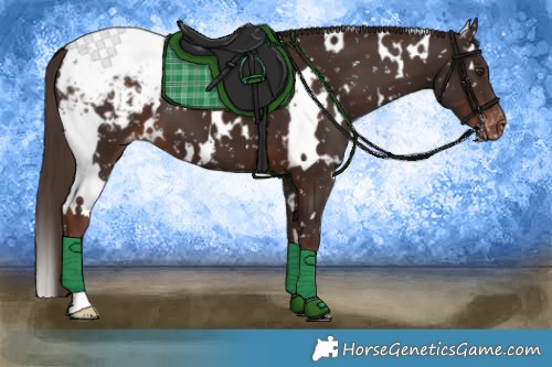 Horse Color:White Spotted Liver Chestnut Appaloosa 
