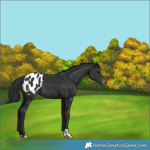 Horse Color:Brown Appaloosa