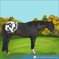 Horse Color:Brown Blanket