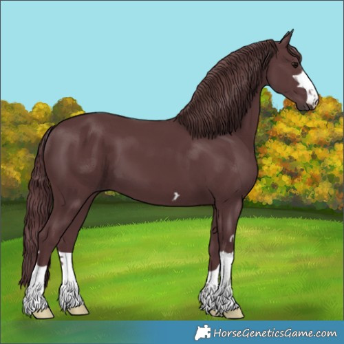Horse Color:Chocolate Black 