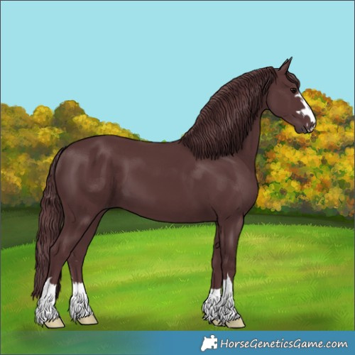 Horse Color:Chocolate Black 