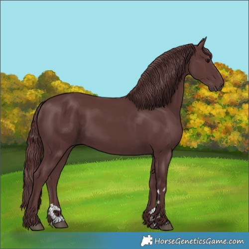 Horse Color:Chocolate Smoky Black 
