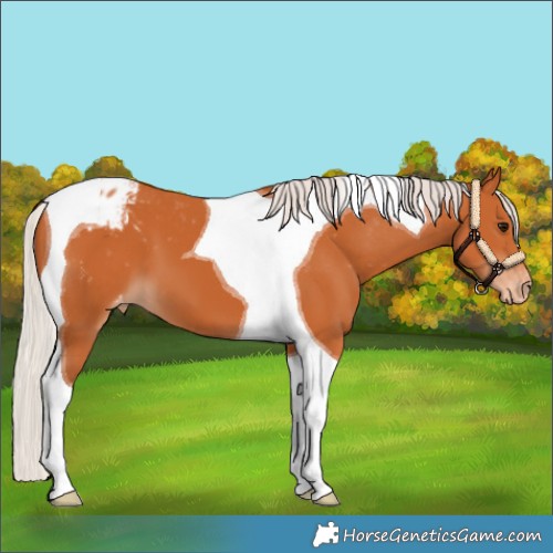 Horse Color:Silver Bay Tobiano Blanket 