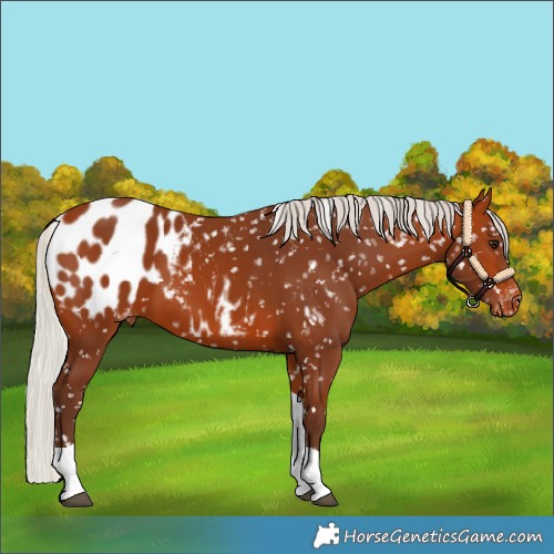 Horse Color:Silver Bay Tobiano Blanket 