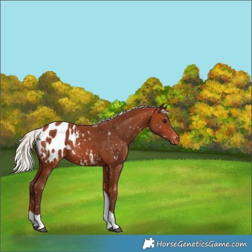 Horse Color:Silver Bay Tobiano Appaloosa