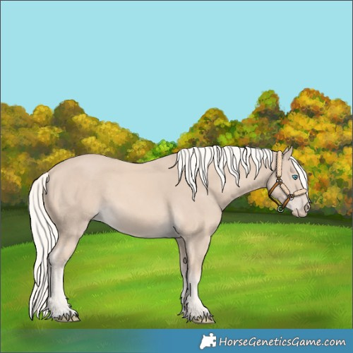 Horse Color:Cremello