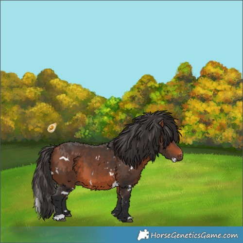 Horse Color:White Spotted Bay 